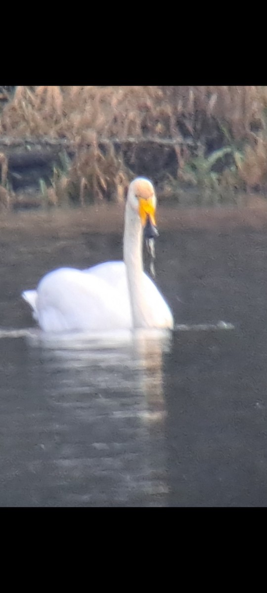 Whooper Swan - ML646216304