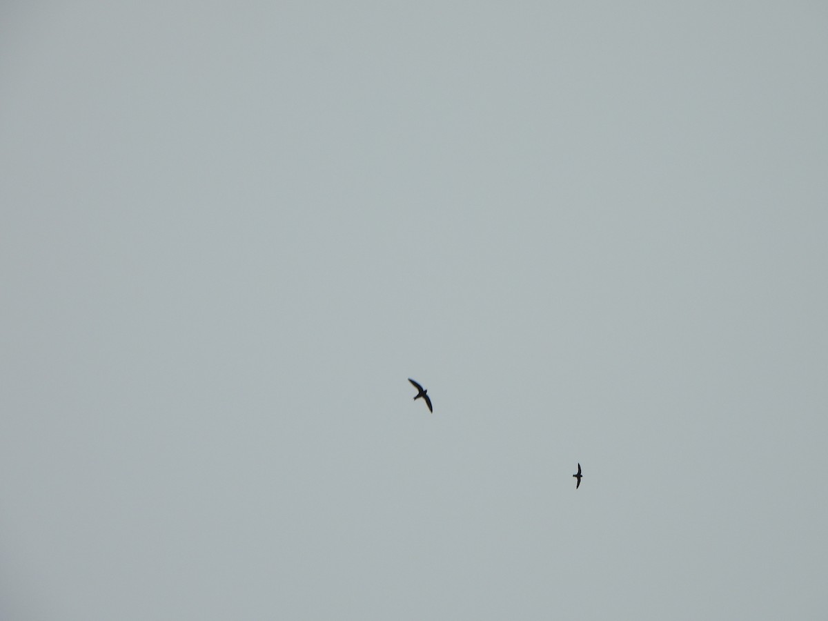 White-collared Swift - ML646216306