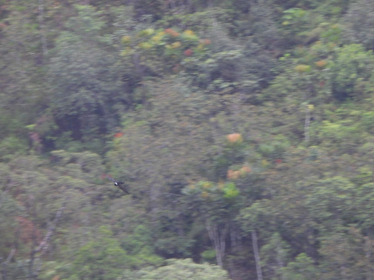 White-collared Swift - ML646216307