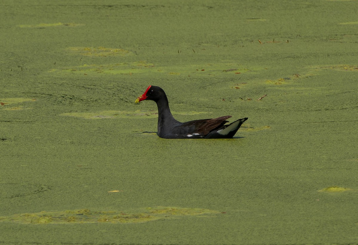 slípka americká - ML646216308