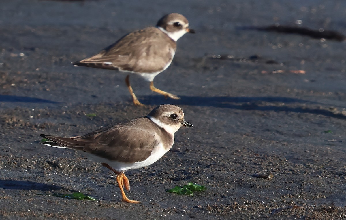 kulík písečný - ML646216310