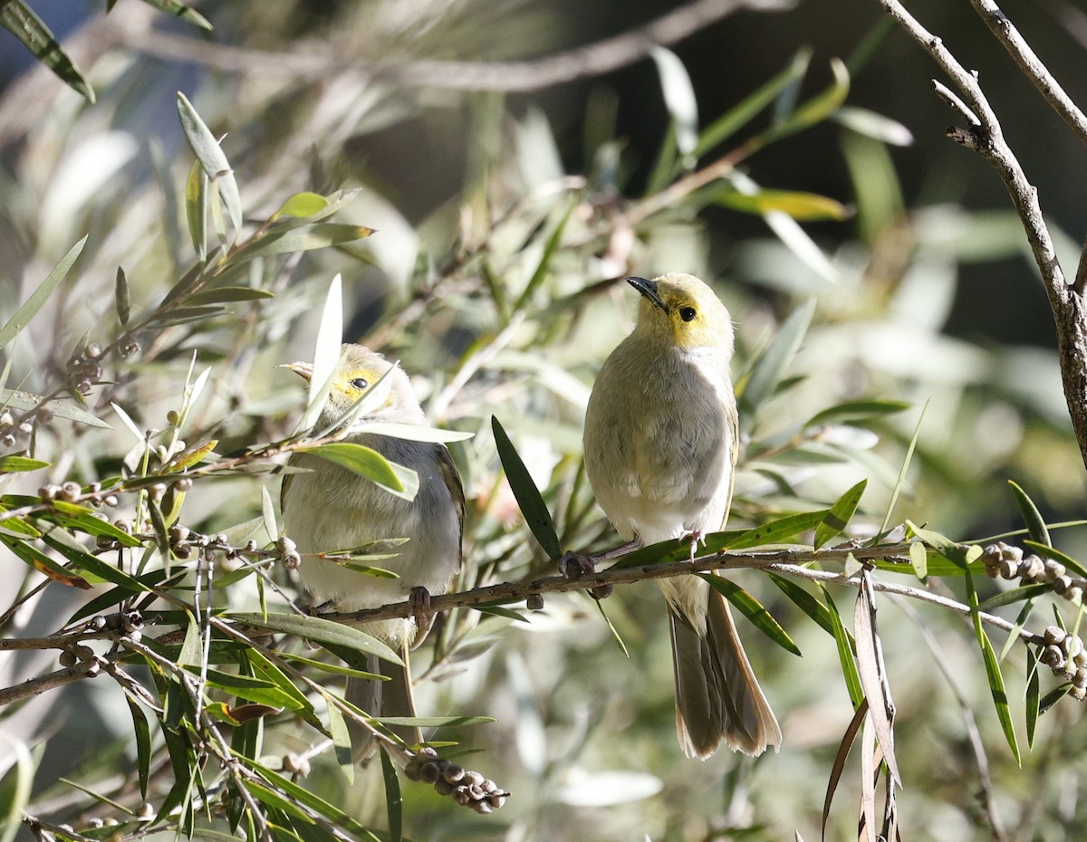 White-plumed Honeyeater - ML646216312