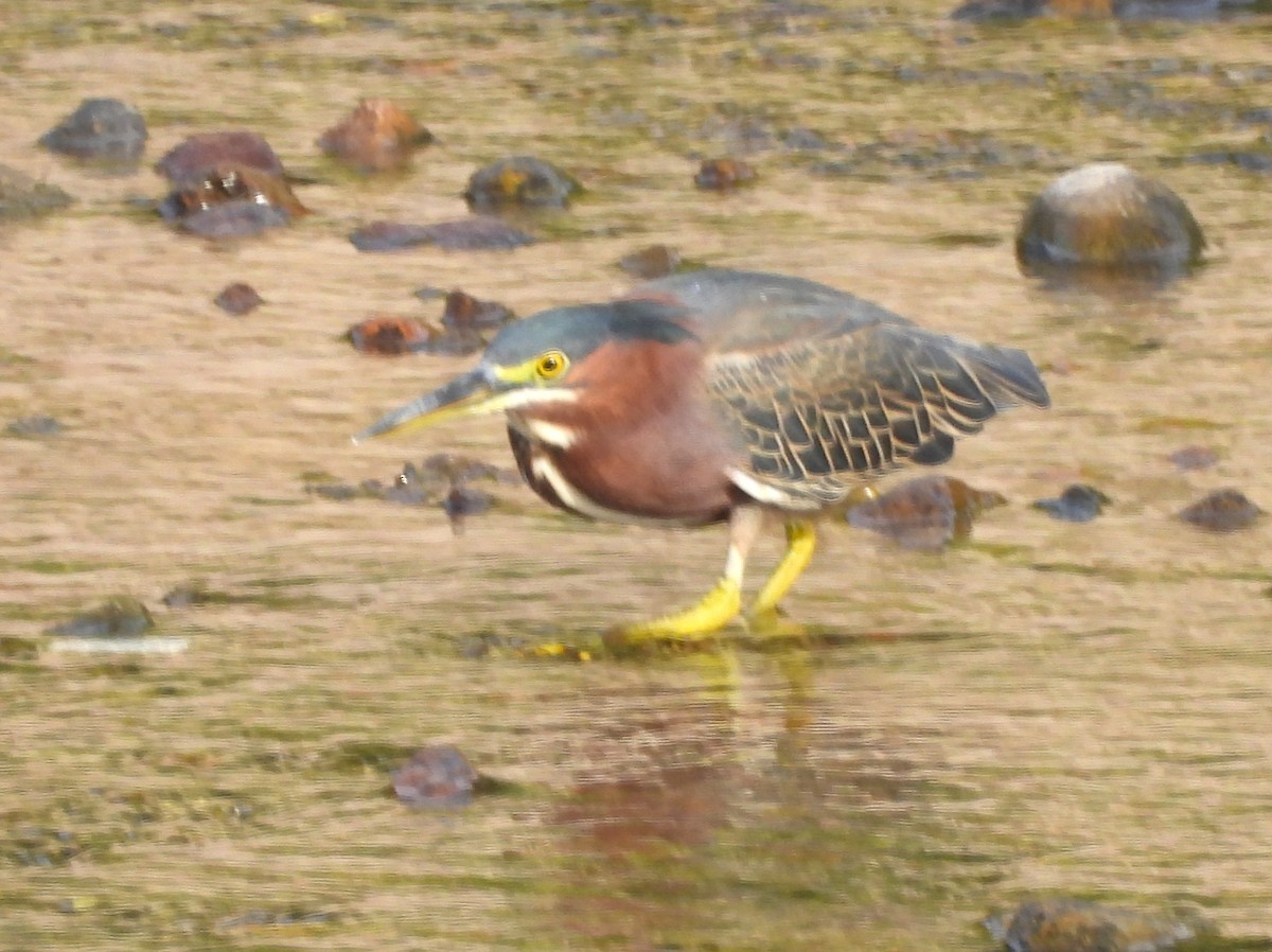 volavka zelenavá - ML646216315