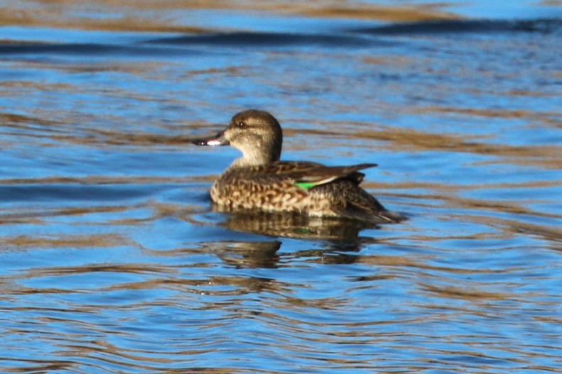 Green-winged Teal (American) - ML646216316