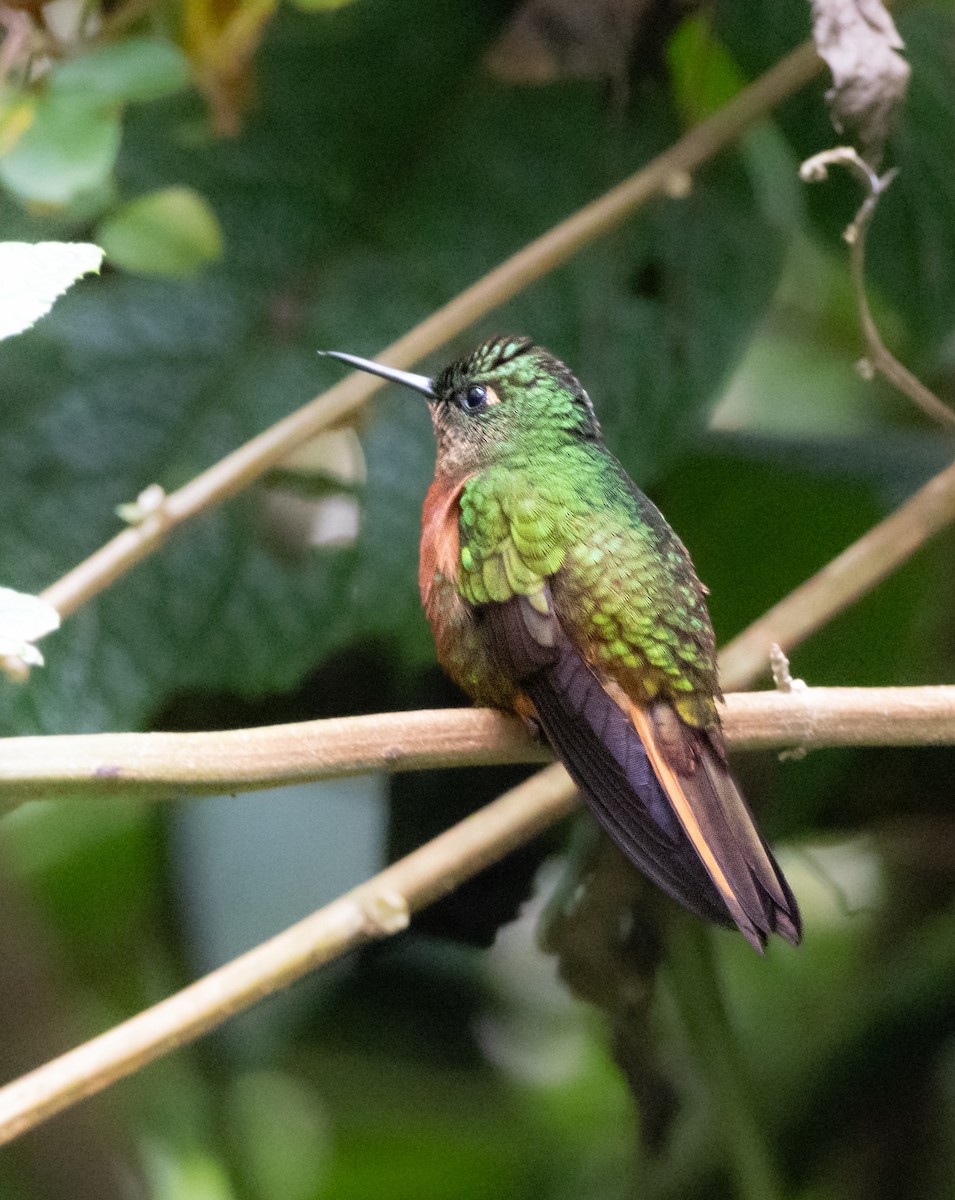 kolibřík peruánský - ML646216317