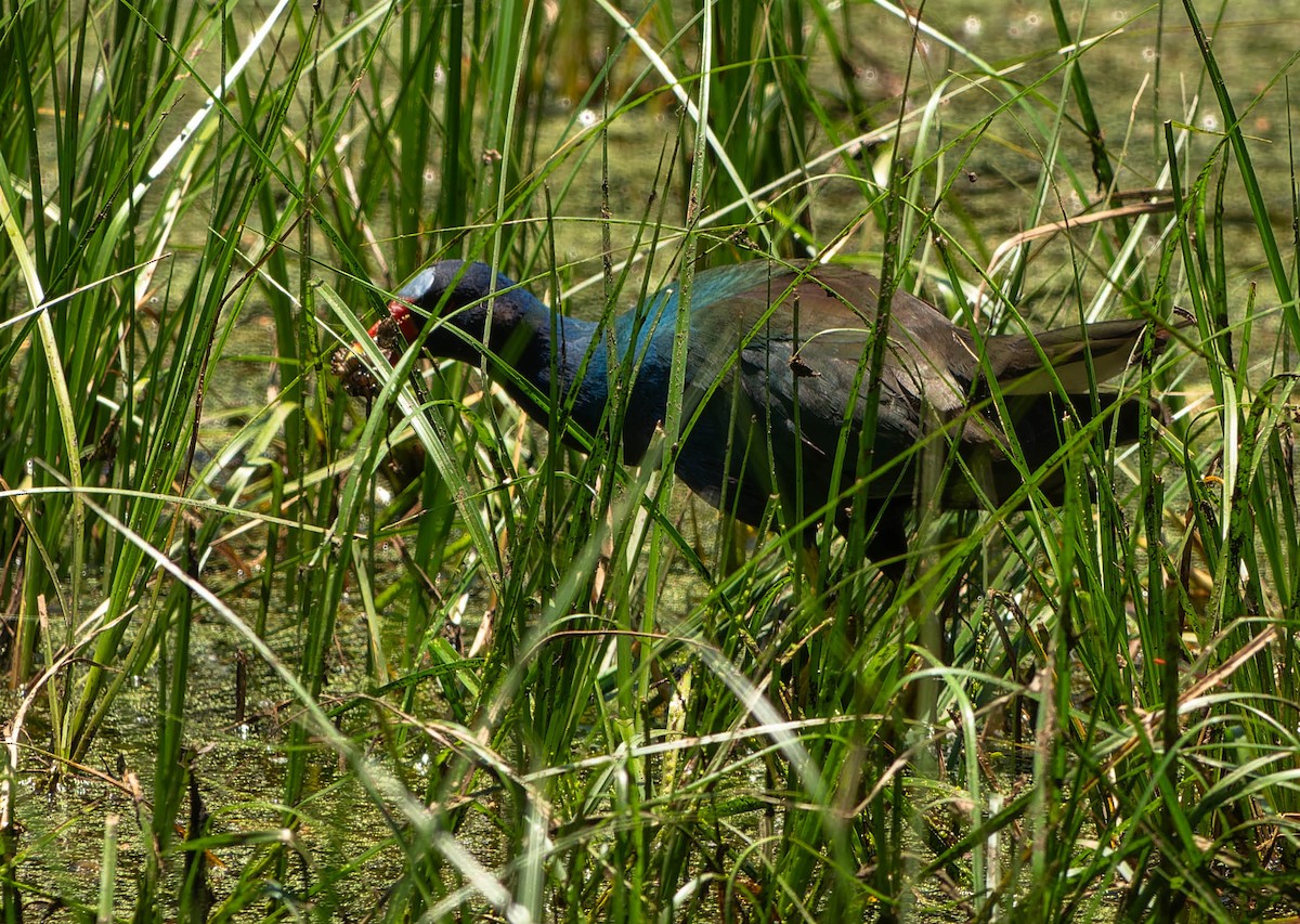 slípka žlutonohá - ML646216318