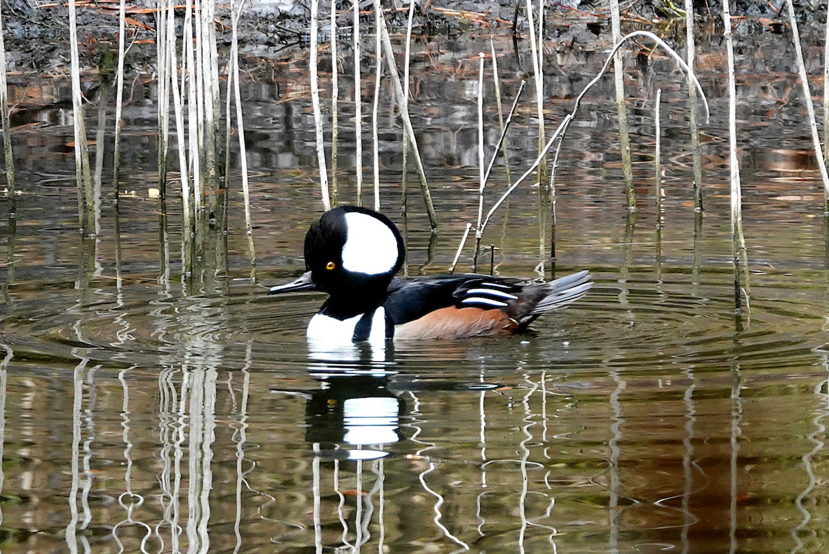 morčák chocholatý - ML646216319