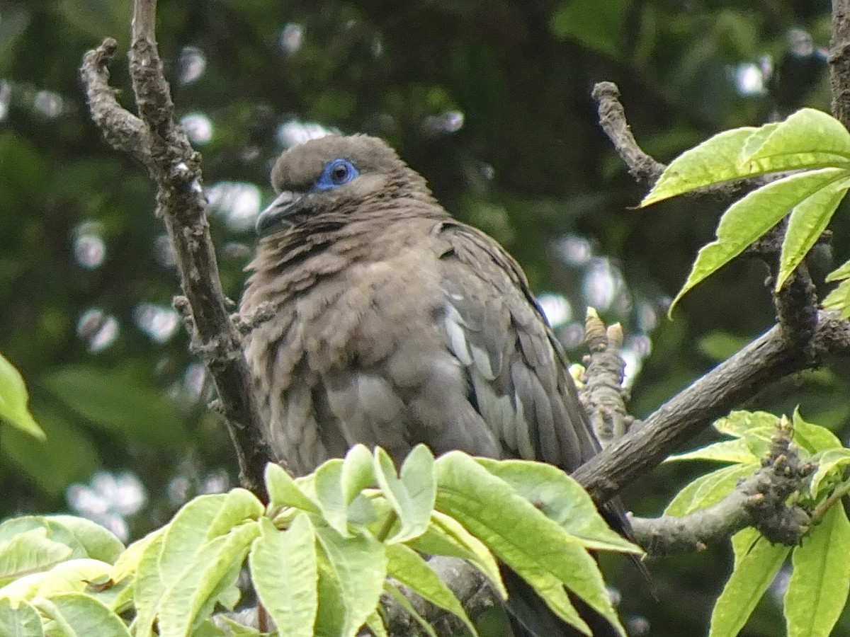 hrdlička pacifická - ML646216321