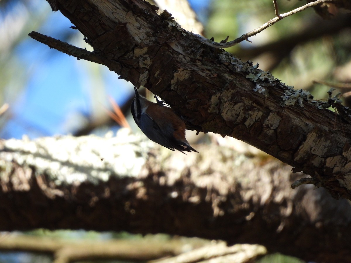 brhlík americký - ML646216322