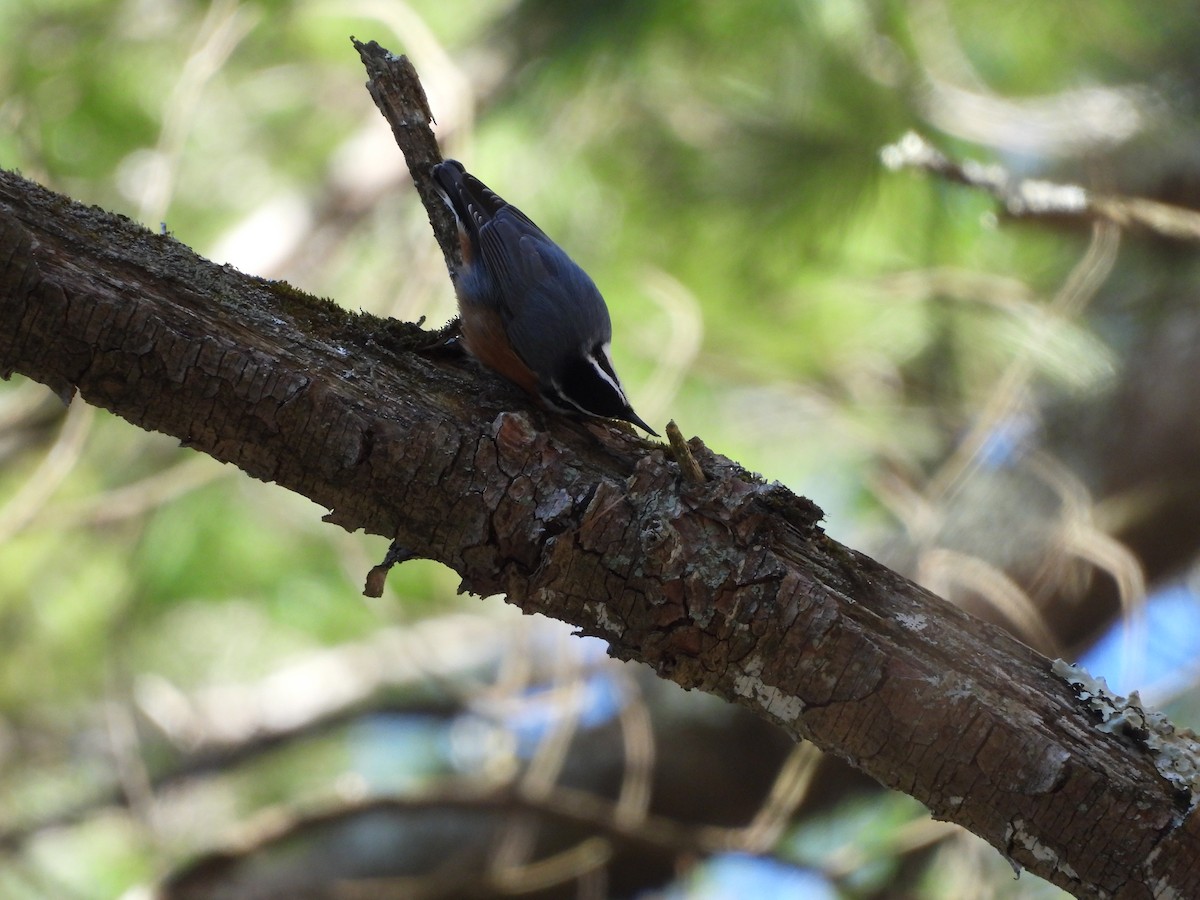 brhlík americký - ML646216323