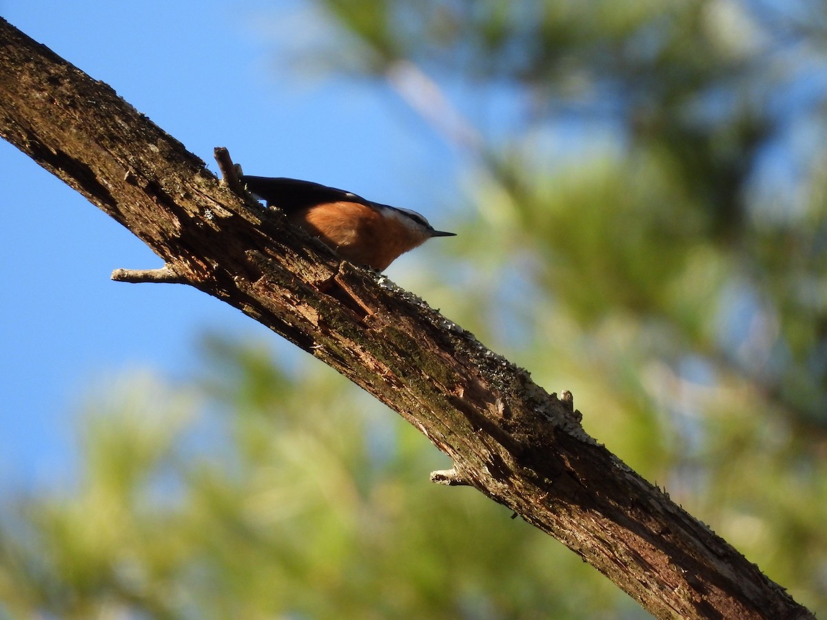 brhlík americký - ML646216324