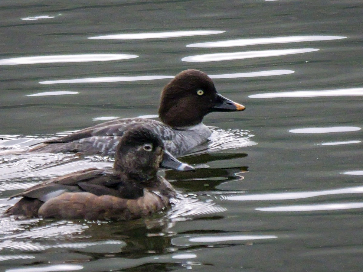 hohol severní - ML646216325