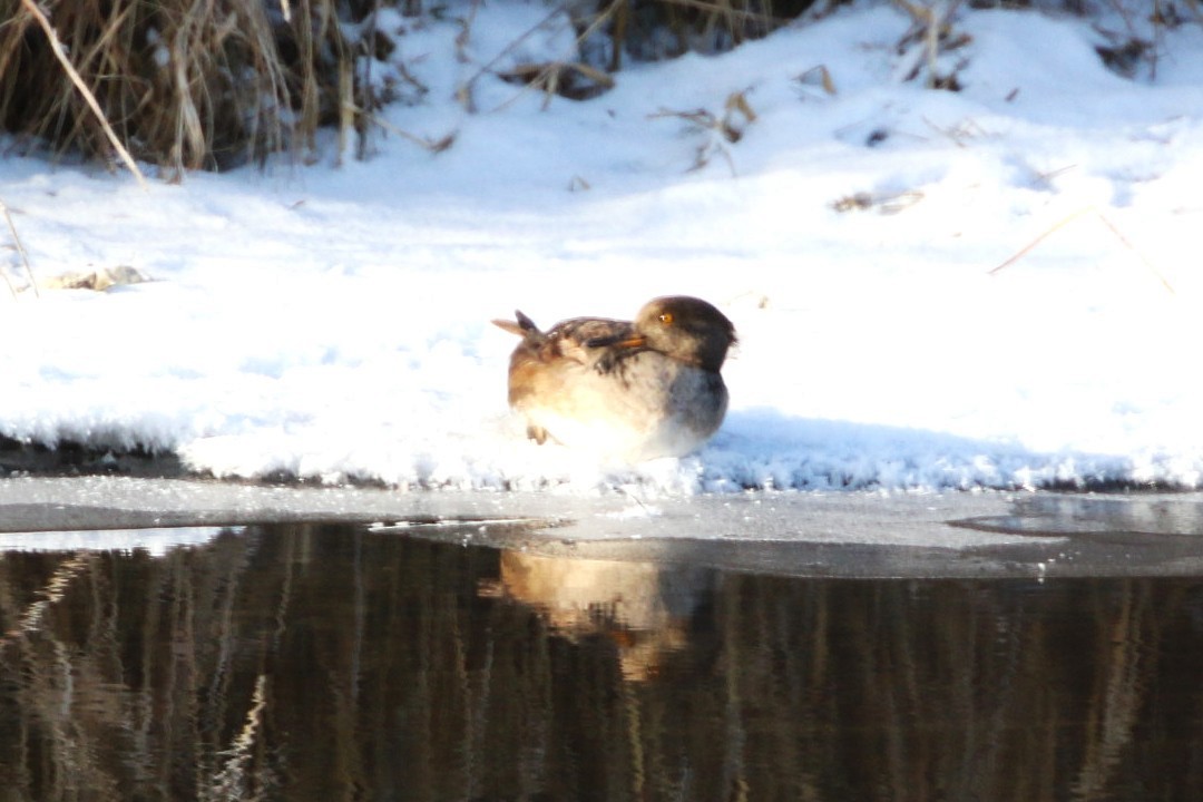 Hooded Merganser - ML646216327