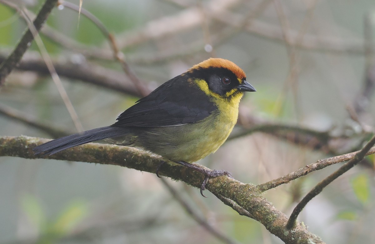 Bolivian Brushfinch - ML646216328