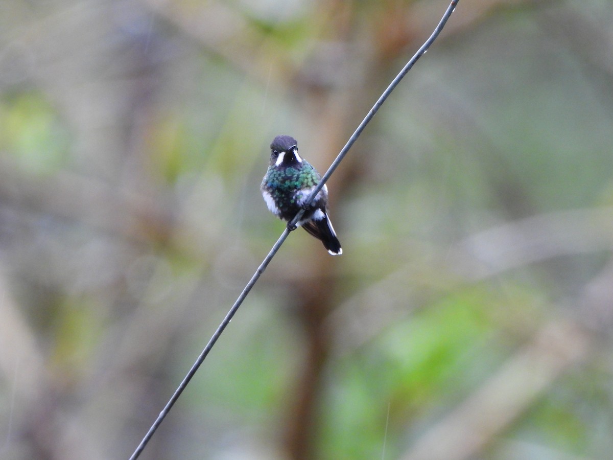 kolibřík trnoocasý - ML646216329