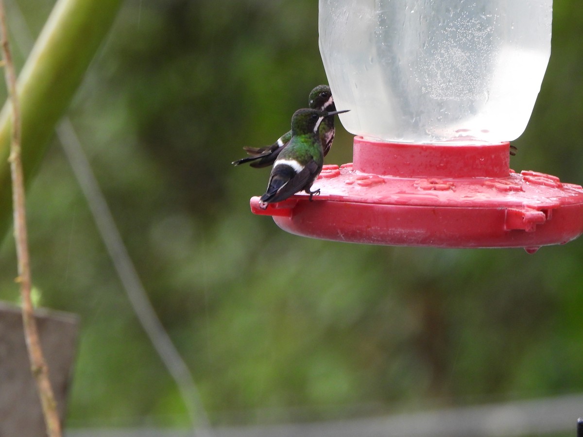 kolibřík trnoocasý - ML646216331