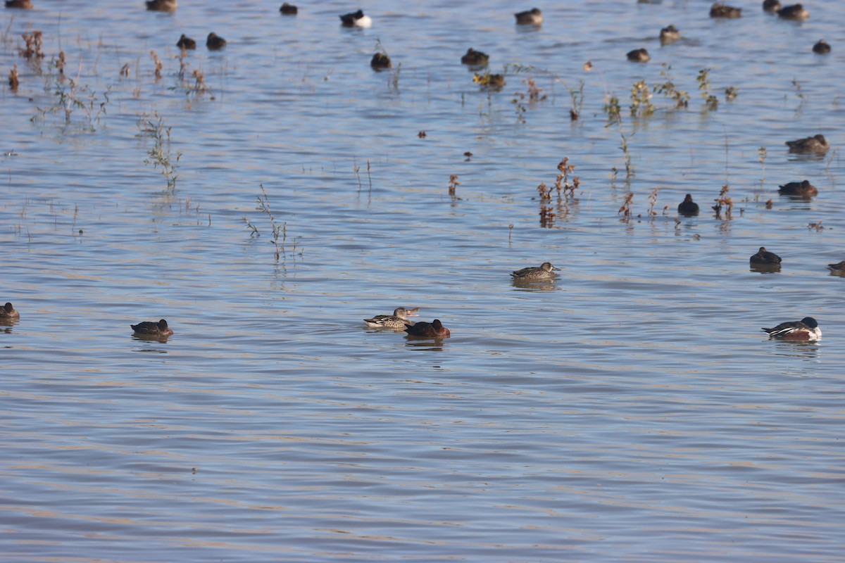 Blue-winged Teal - ML646216332