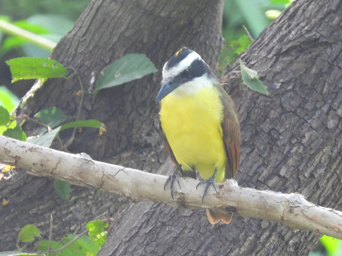 Great Kiskadee - ML646216333