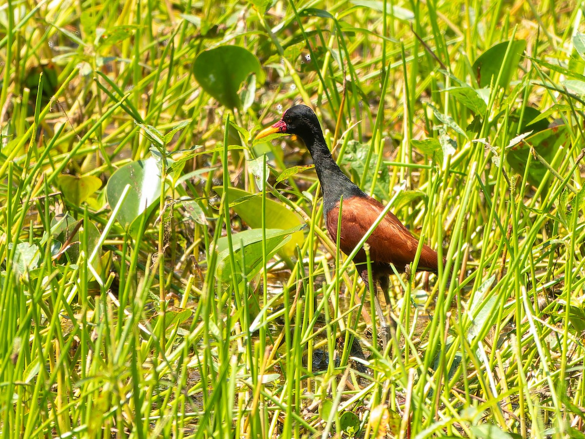 ostnák jihoamerický - ML646216334