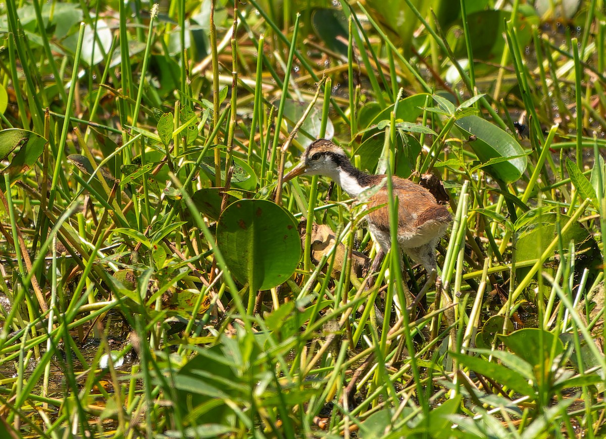 ostnák jihoamerický - ML646216335