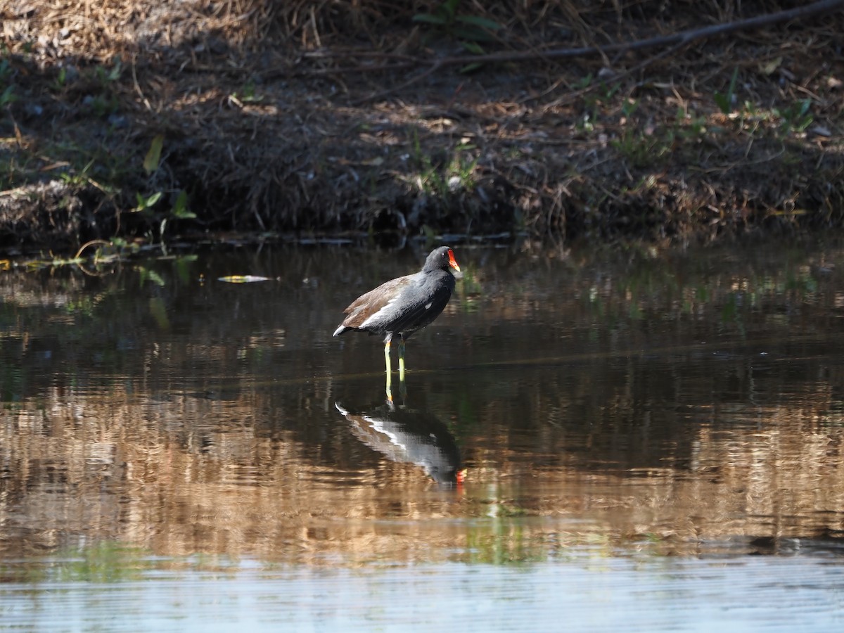 slípka americká - ML646216336