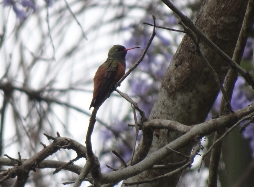 kolibřík Amazilin - ML646216337