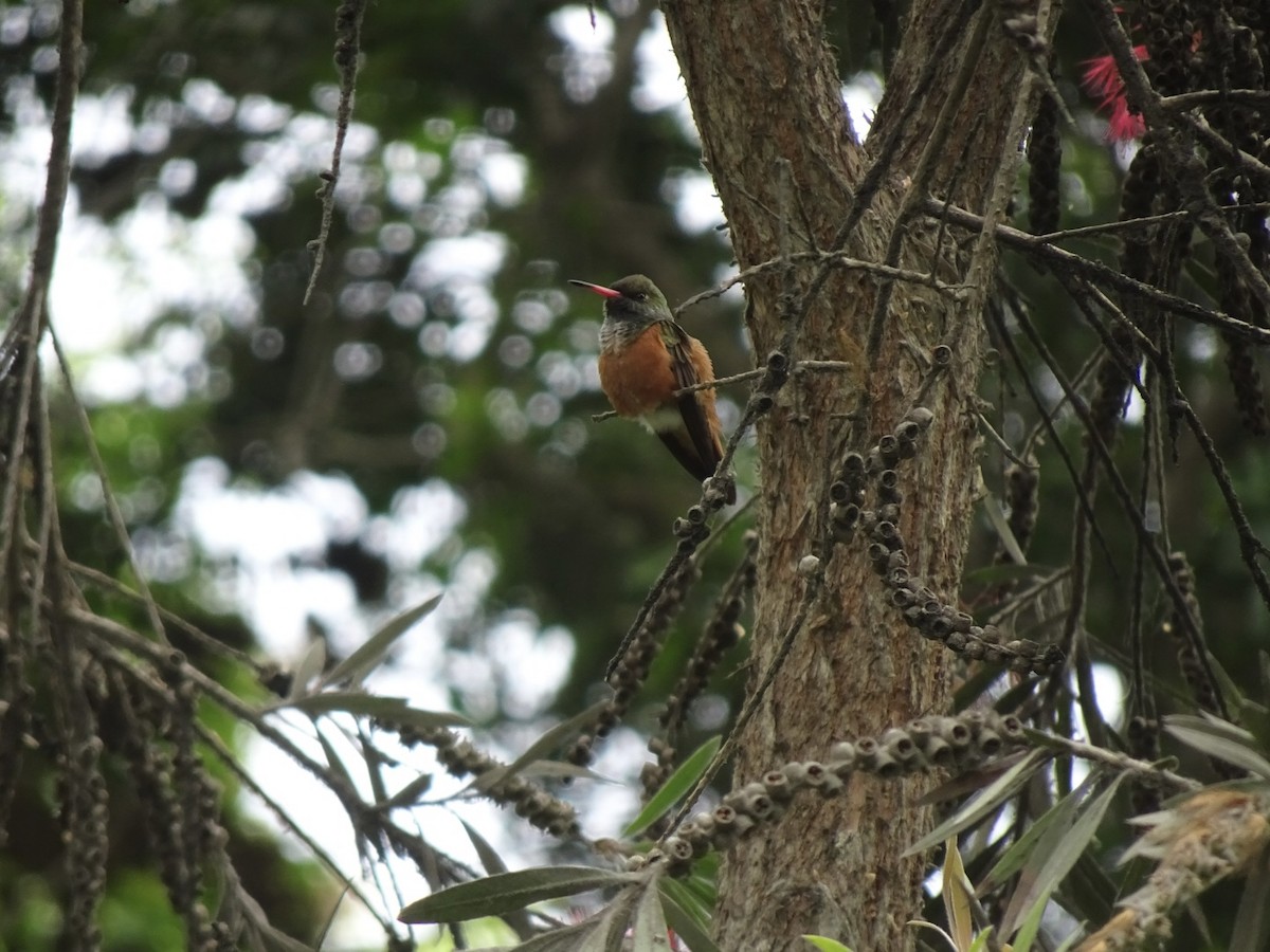 kolibřík Amazilin - ML646216338