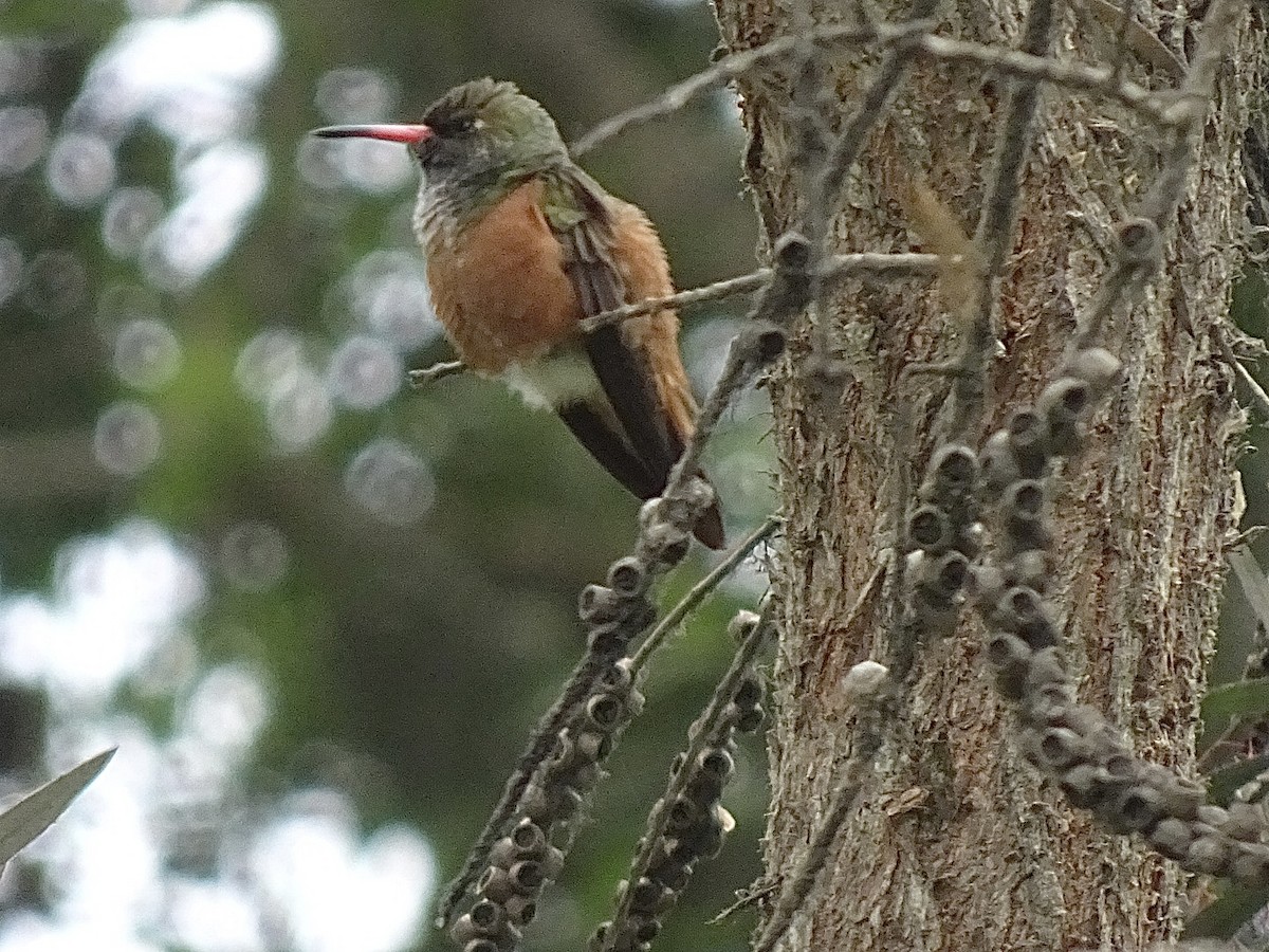 kolibřík Amazilin - ML646216339