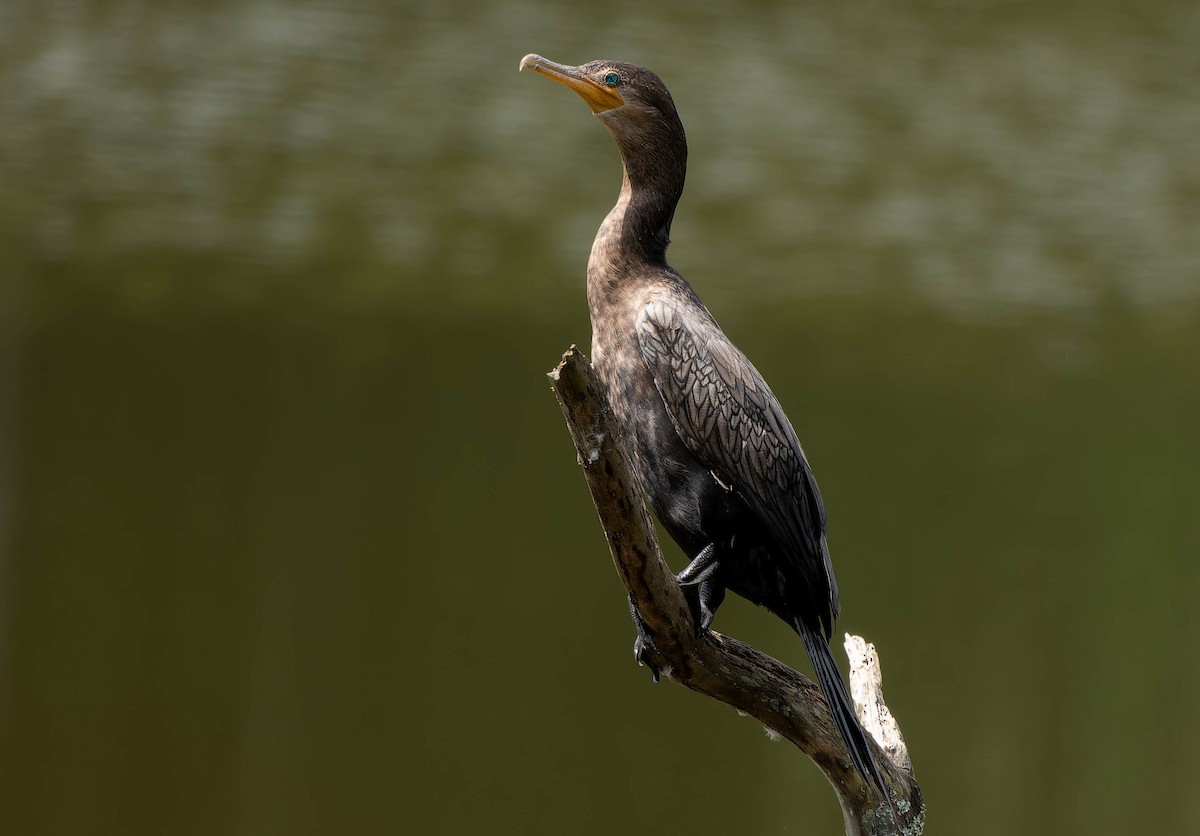 kormorán neotropický - ML646216340