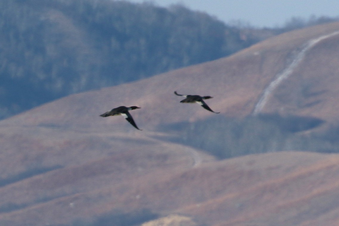 Common Merganser (North American) - ML646216341