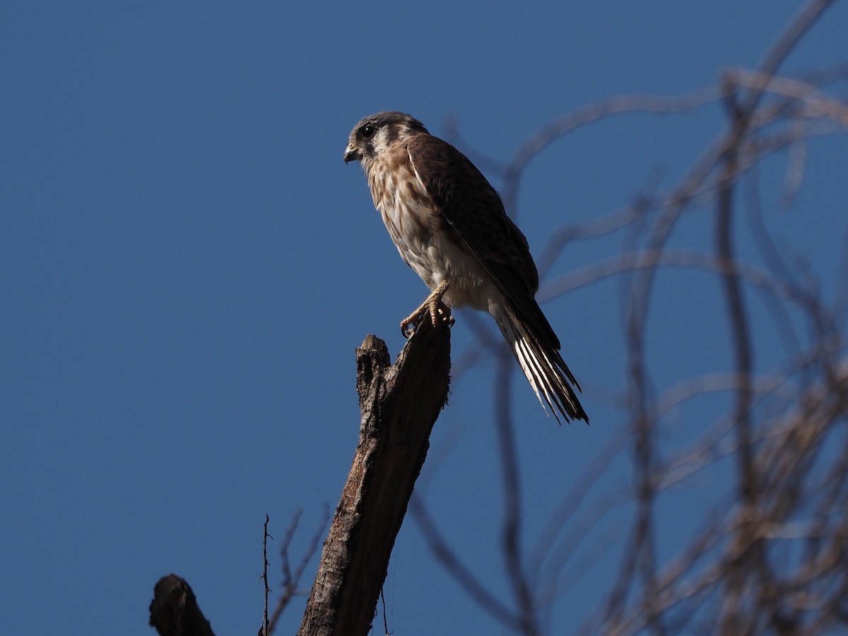 poštolka pestrá - ML646216342