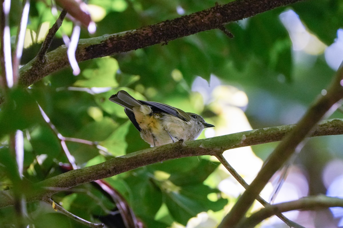 Large-billed Scrubwren - ML646216343