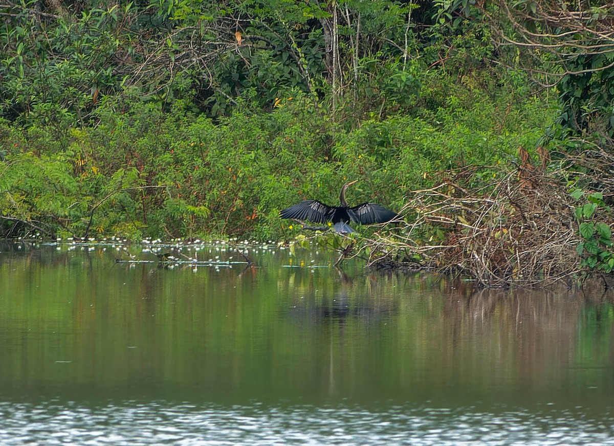 anhinga americká - ML646216344