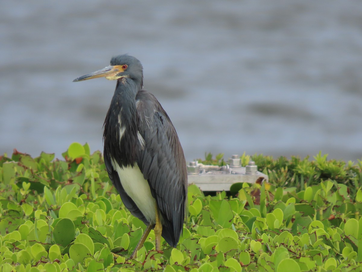 volavka tříbarvá - ML646216345