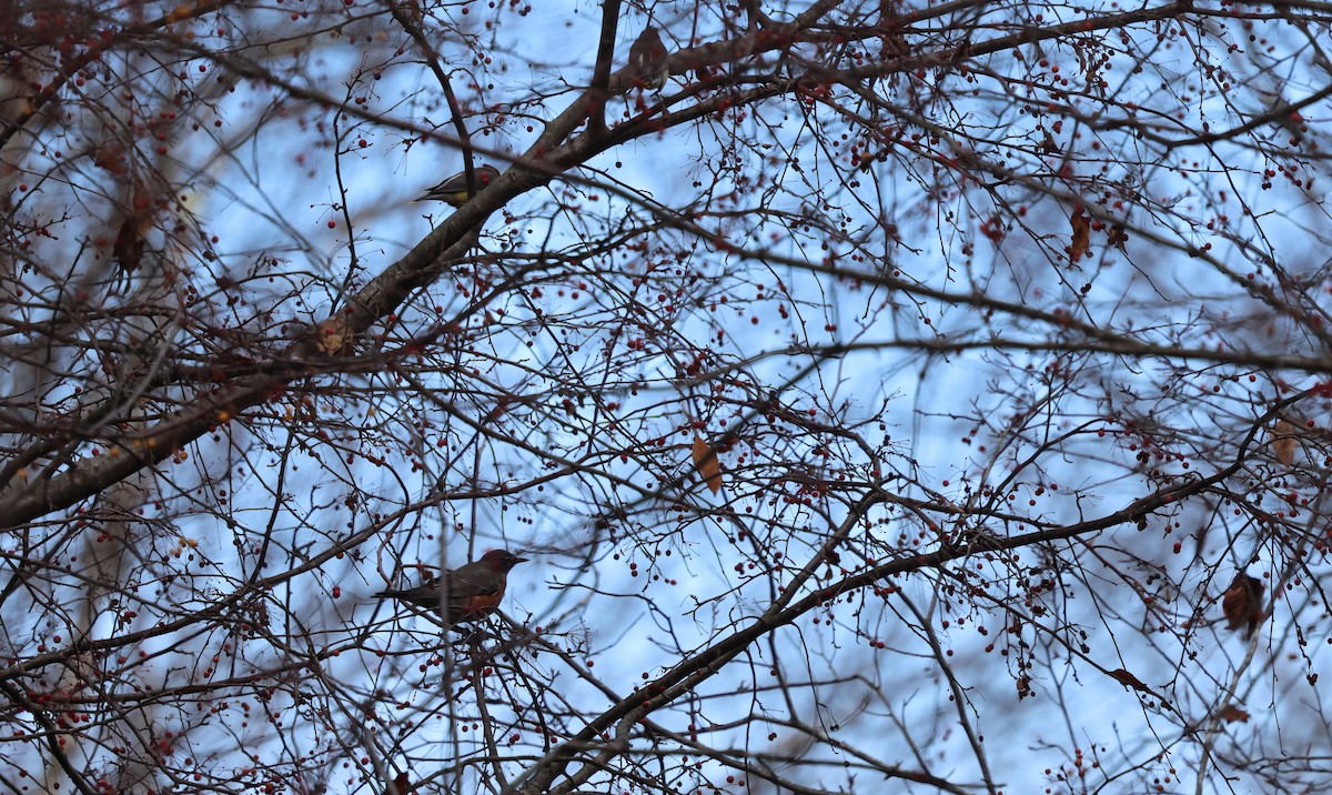 drozd stěhovavý - ML646216346