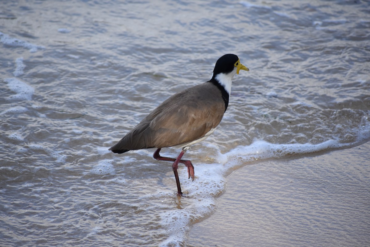 medosavka hlučná - ML646216349