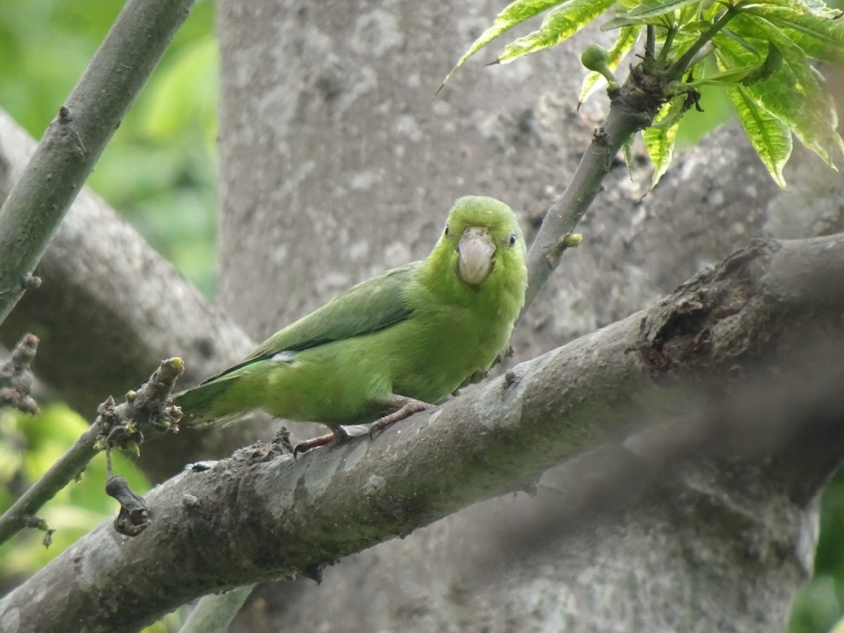 papoušíček šedokřídlý - ML646216350