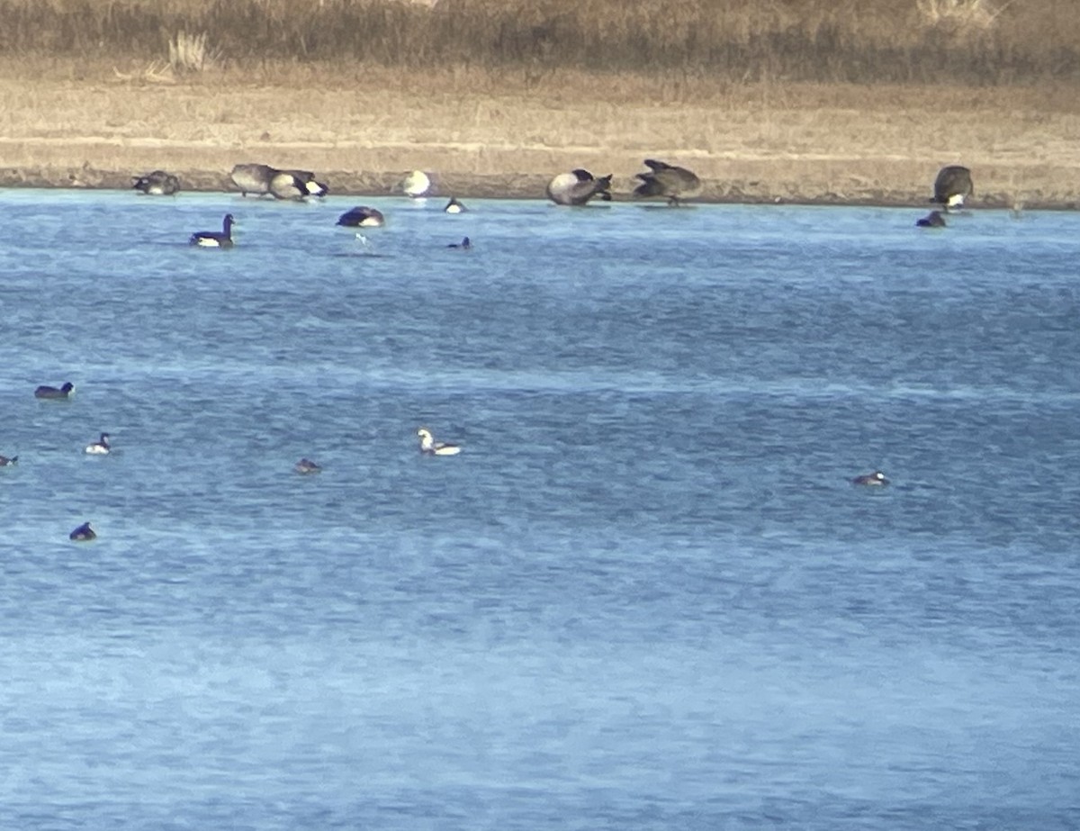 Long-tailed Duck - ML646216351