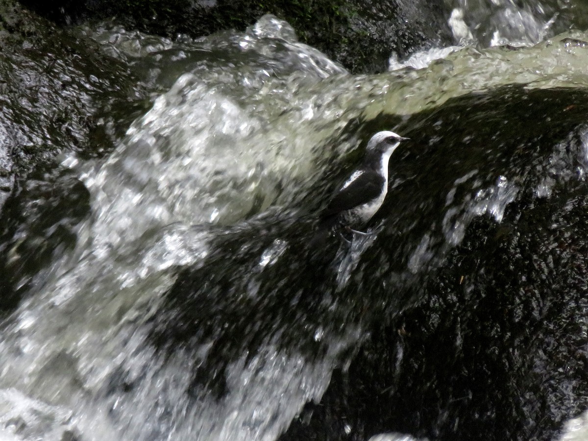 White-capped Dipper - ML646216353
