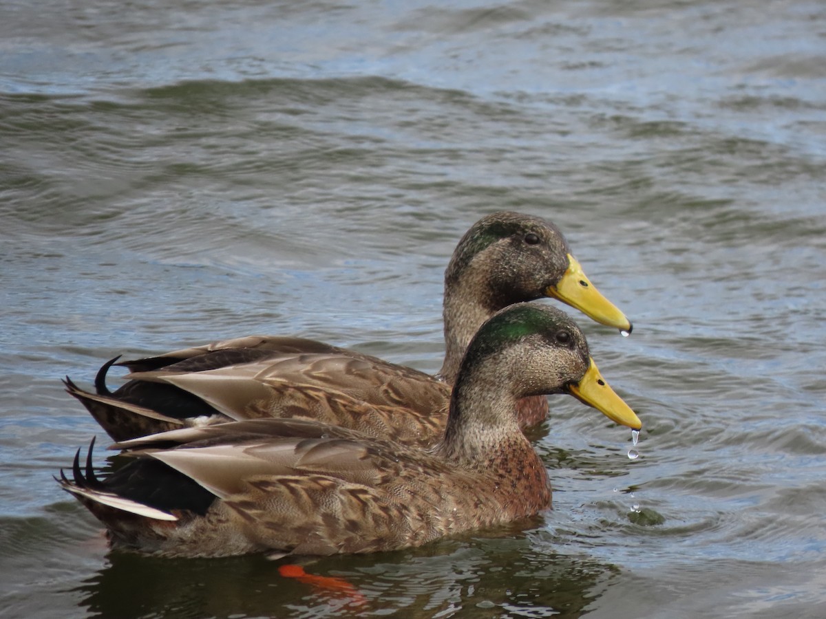 kachna pobřežní (ssp. fulvigula) - ML646216354