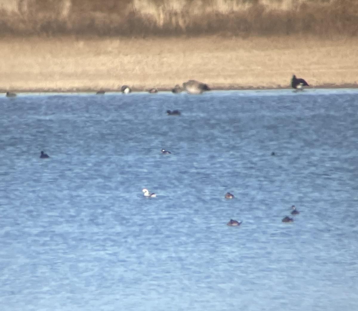 Long-tailed Duck - ML646216356