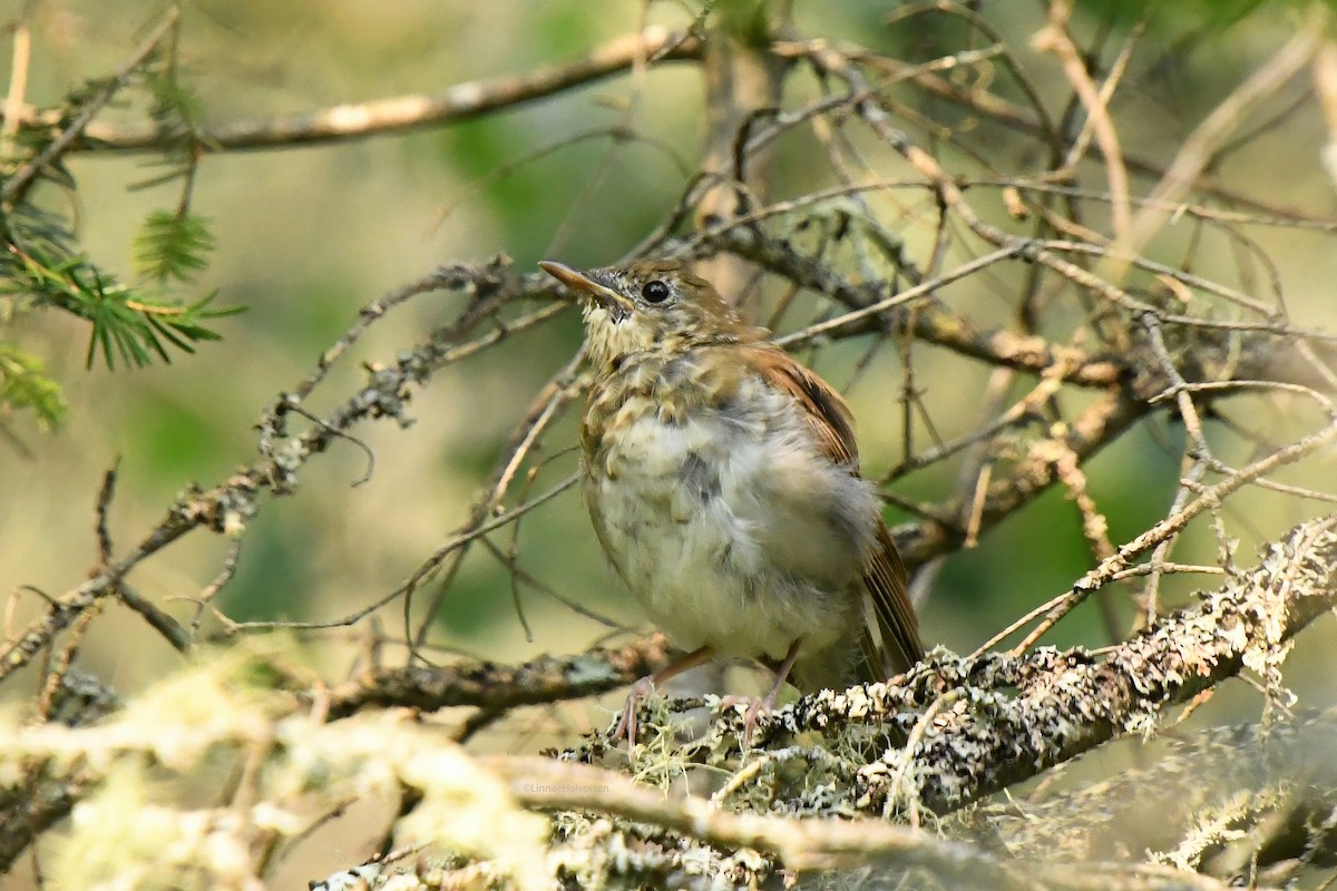 viriskogtrost - ML646216362