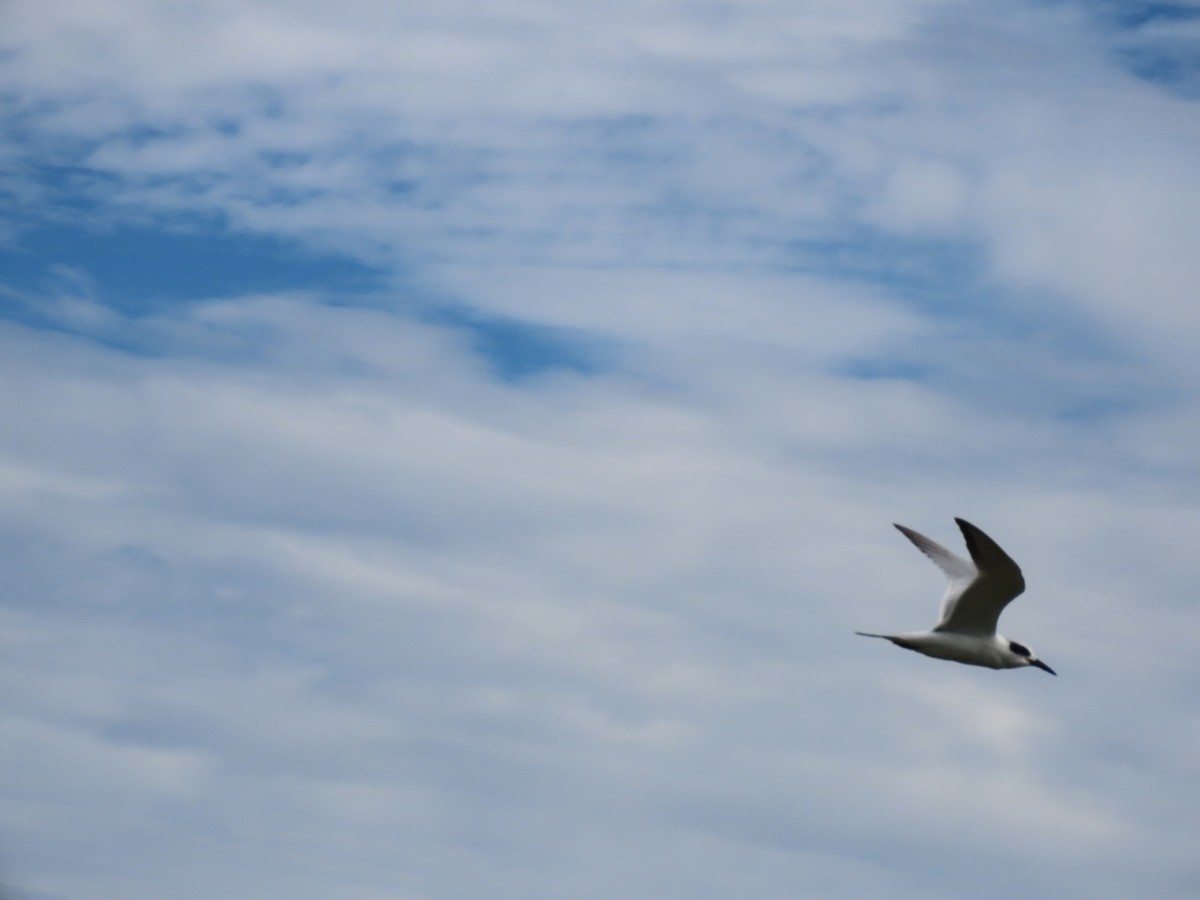Forster's Tern - ML646216364