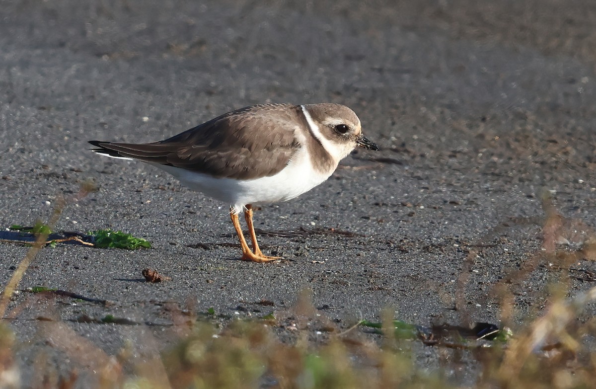 Common Ringed Plover - ML646216369