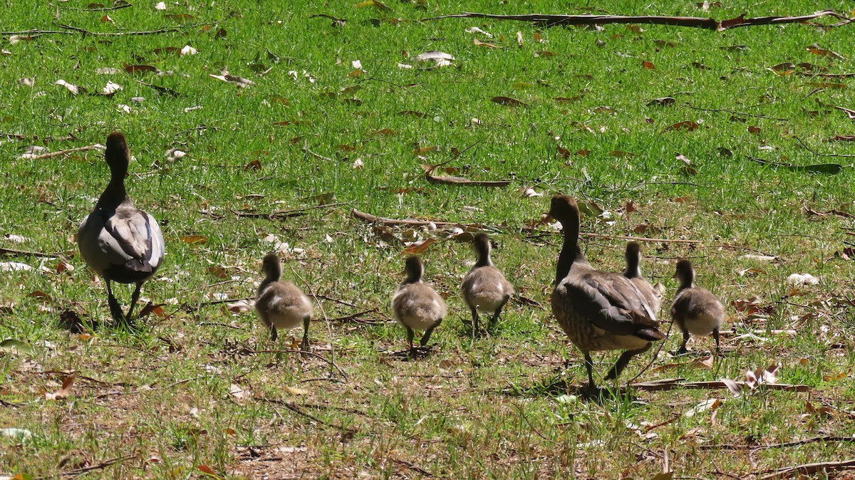 Maned Duck - ML646216370