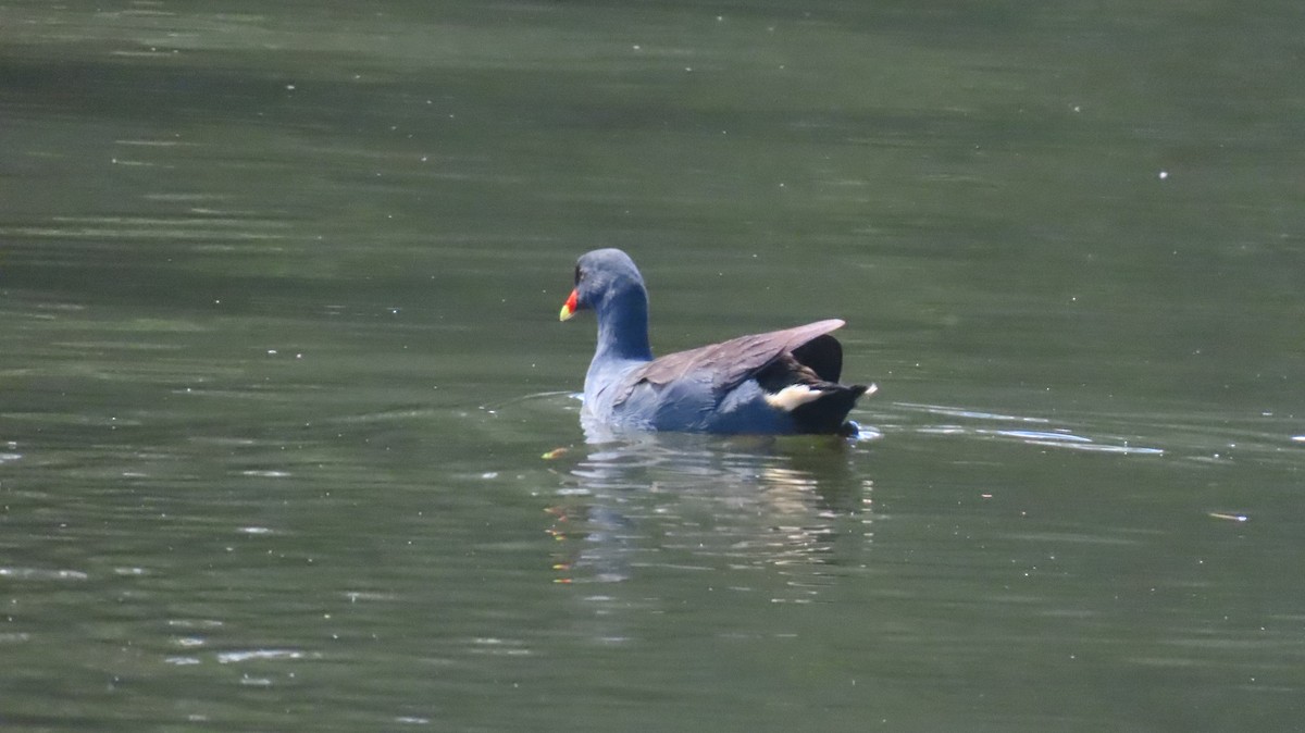 Dusky Moorhen - ML646216379
