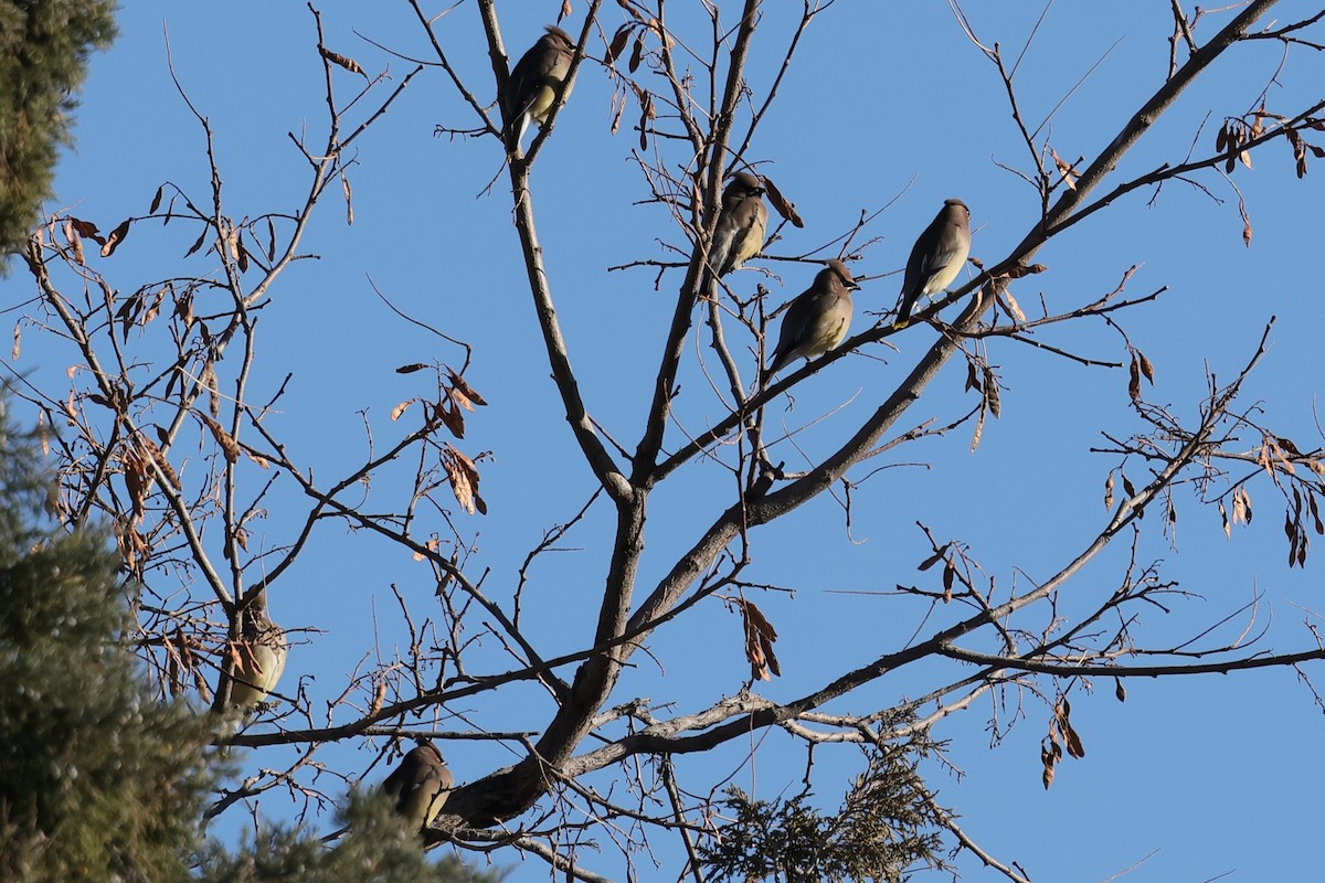 Cedar Waxwing - ML646216380
