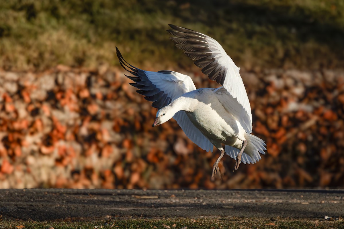 Ross's Goose - ML646216383