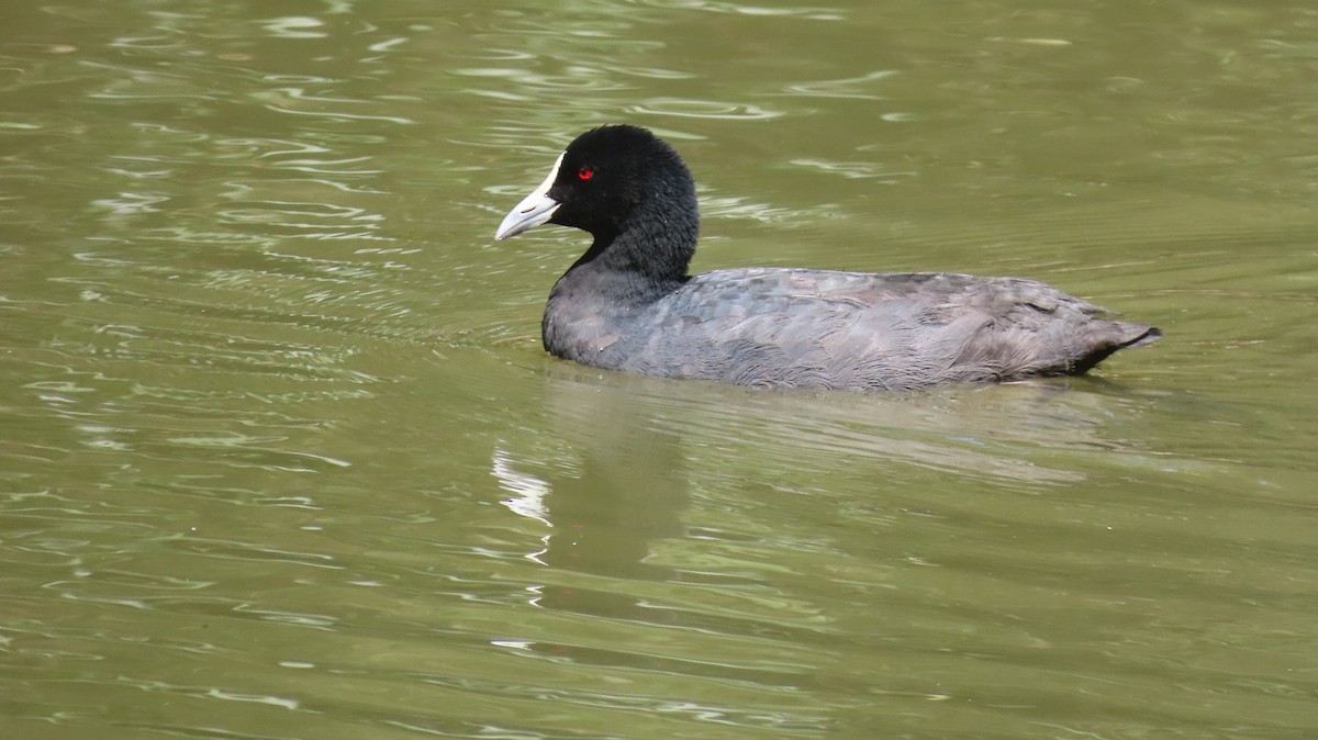 Eurasian Coot - ML646216385