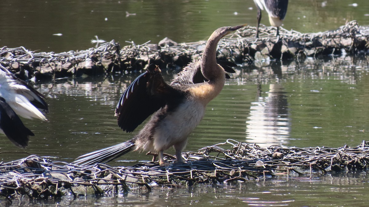 Australasian Darter - ML646216392